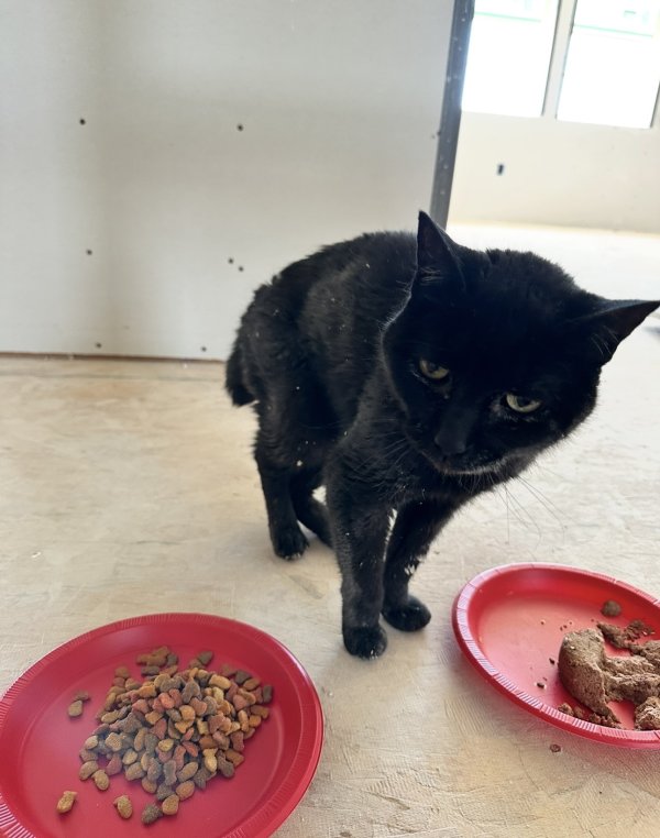 Found Cat in Folsom, CA