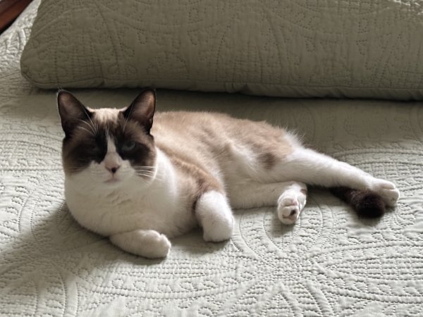 Lost Cat in Menlo Park, CA