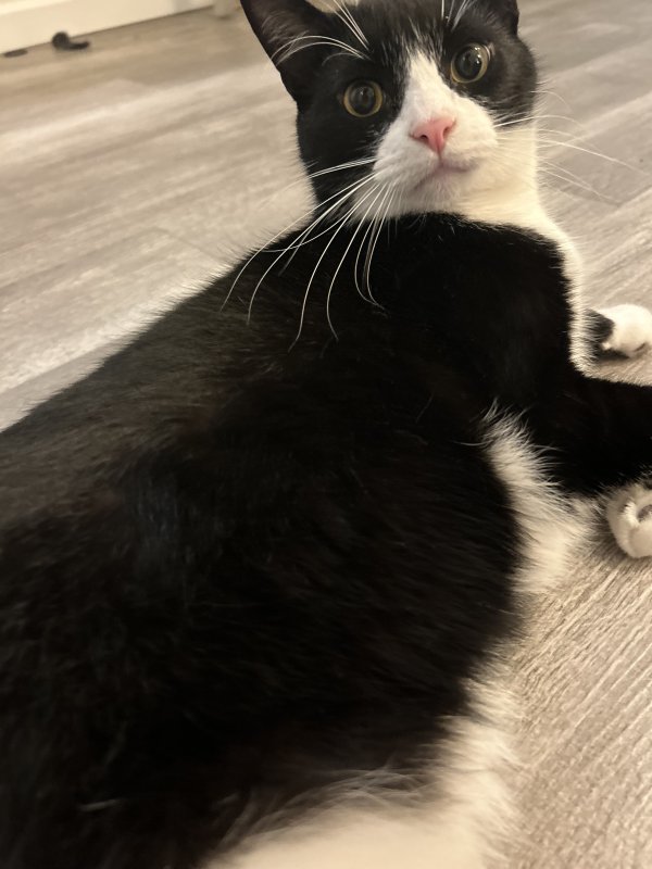 Lost Domestic Short Hair in Ohio