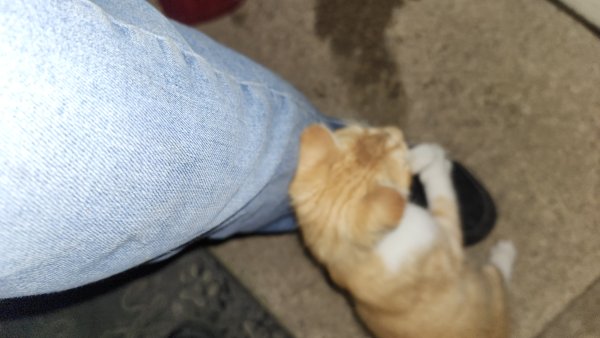 Found Domestic Short Hair in Ohio