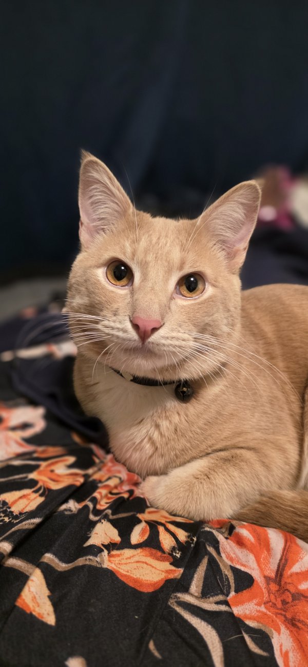 Lost Domestic Short Hair in Oregon