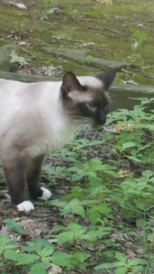Found Siamese in Ohio