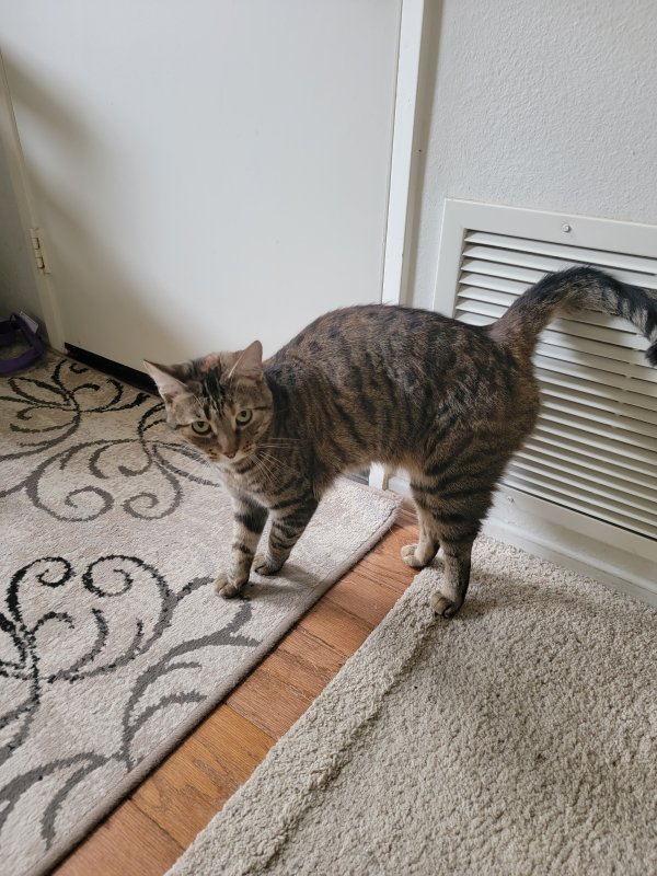Lost Cat in Stevenson Ranch, CA