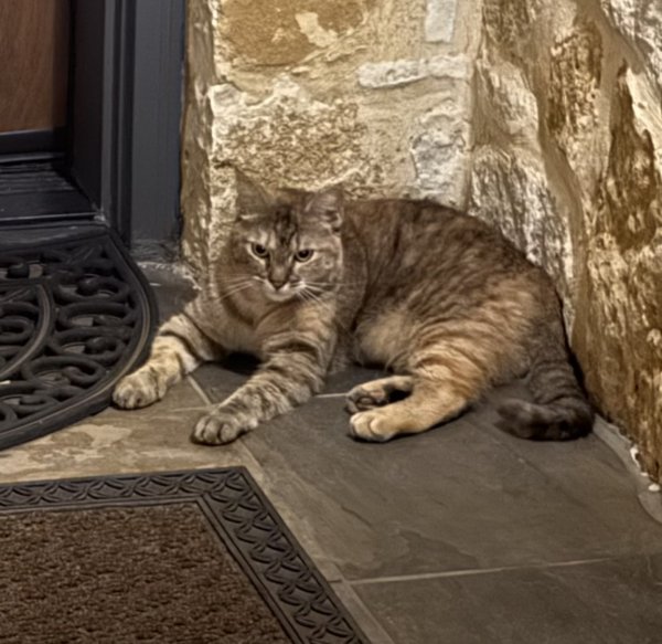 Found Domestic Short Hair in Texas