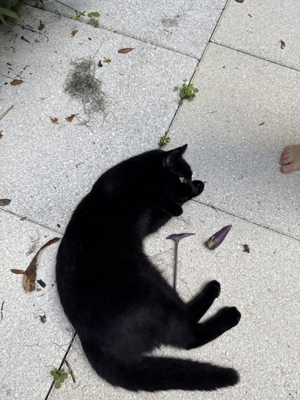 Found Domestic Short Hair in Florida