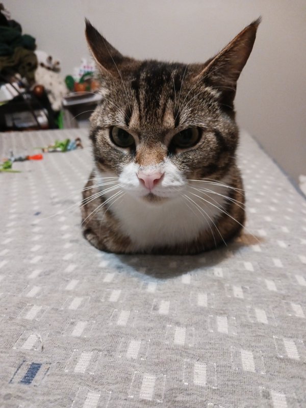 Lost Domestic Short Hair in Oregon