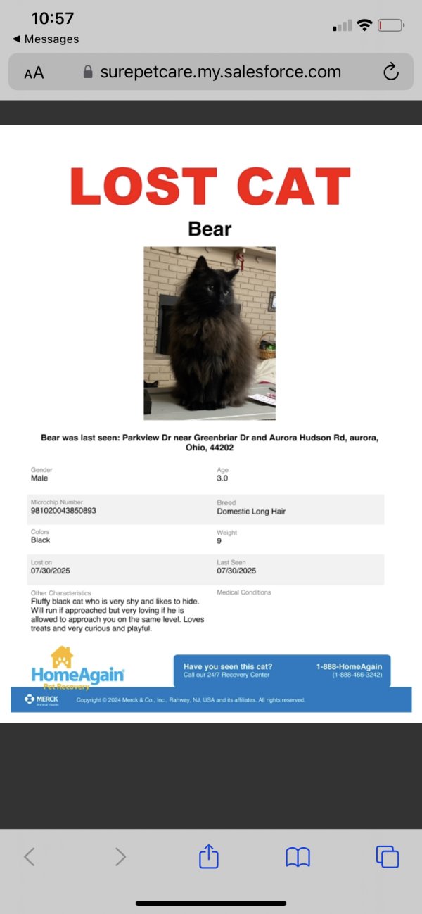 Lost Maine Coon in Ohio