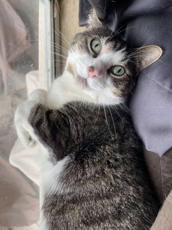 Lost American Shorthair in Ohio