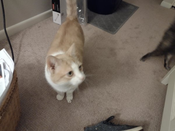 Lost Domestic Short Hair in Beaverton, Oregon