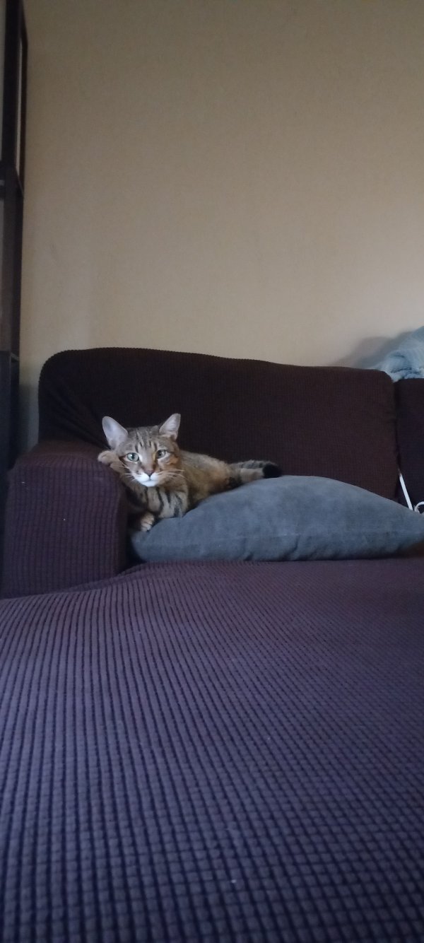 Lost American Shorthair 