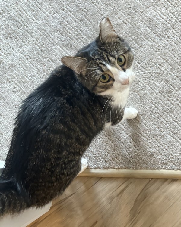 Lost Domestic Short Hair in Portland, Oregon