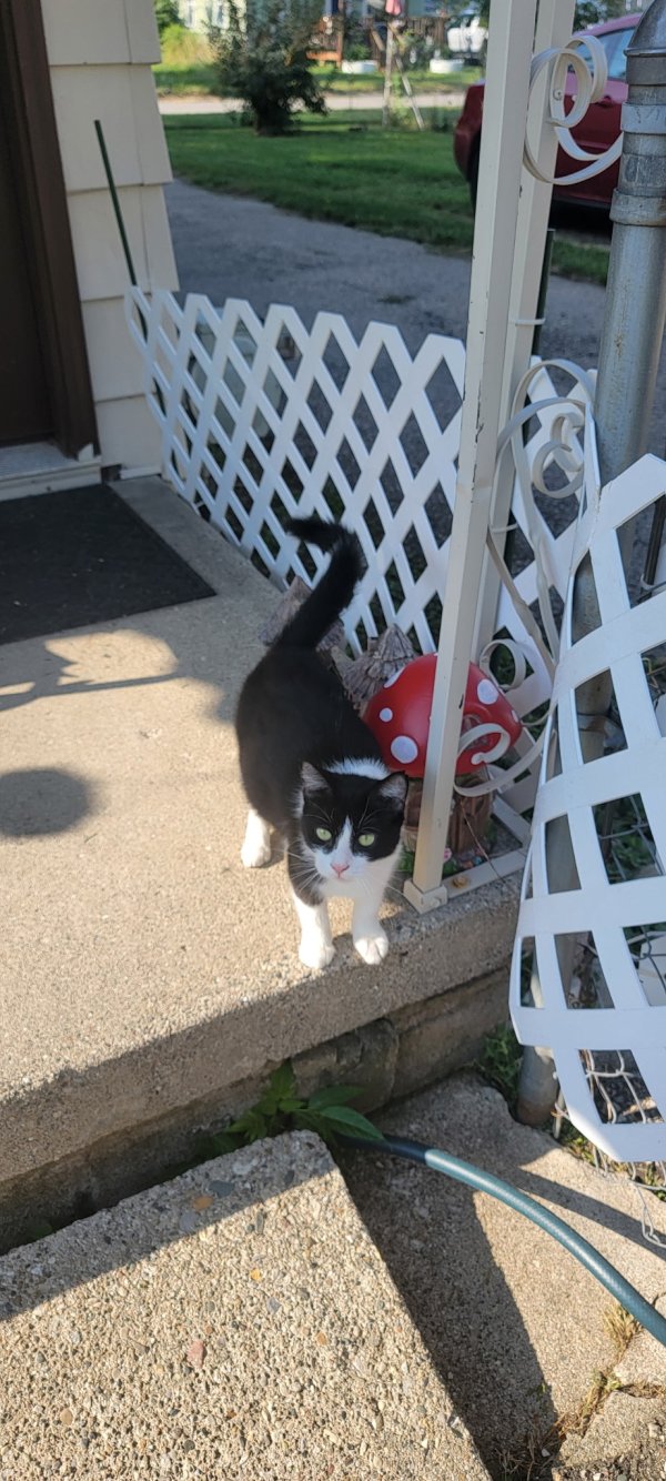 Found Cat in Flint, MI
