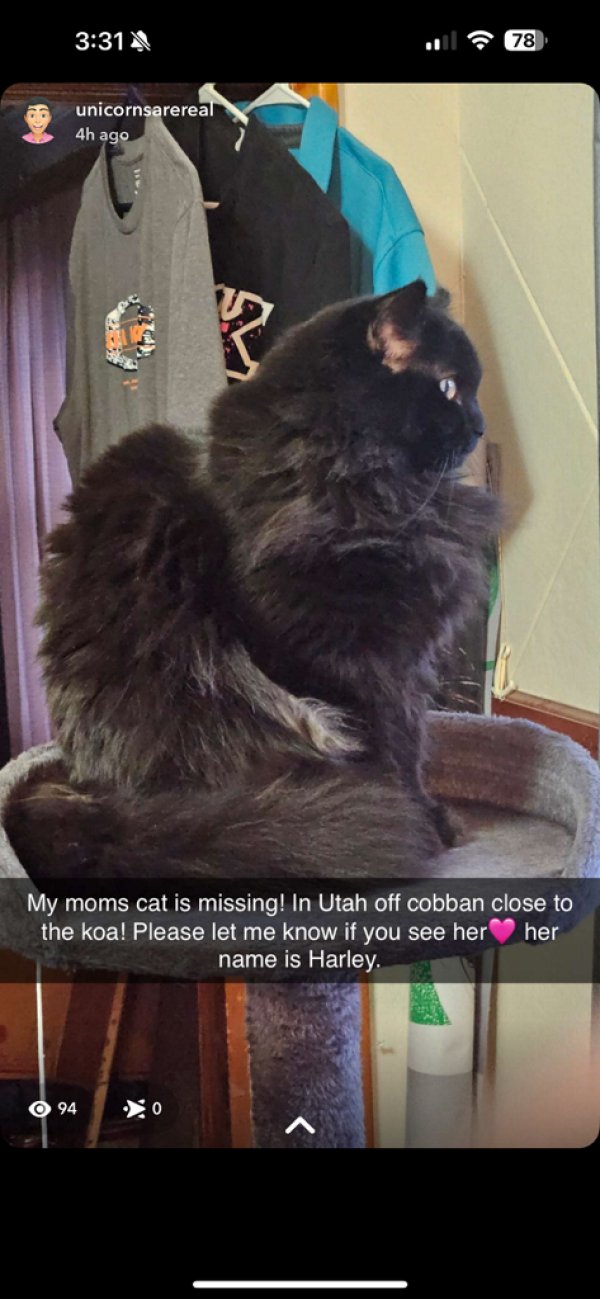 Lost Domestic Long Hair in Montana