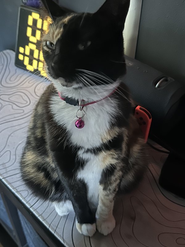 Lost American Shorthair in California
