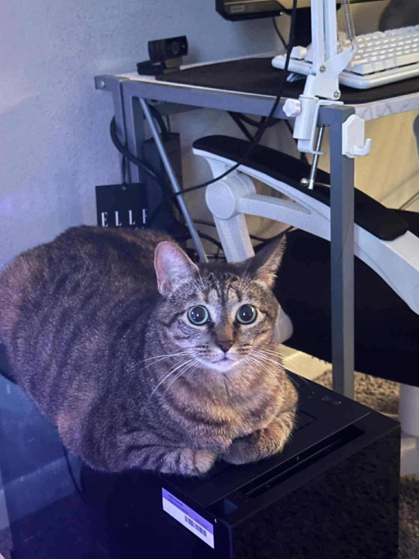 Lost Domestic Short Hair in Texas