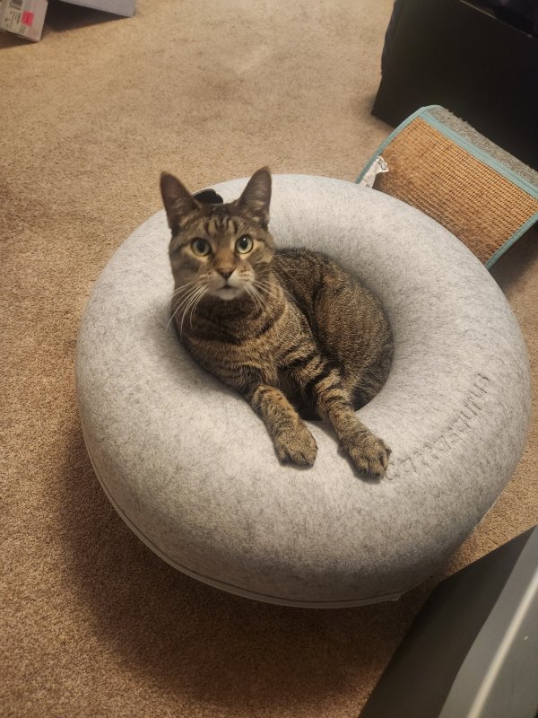 Lost American Shorthair 