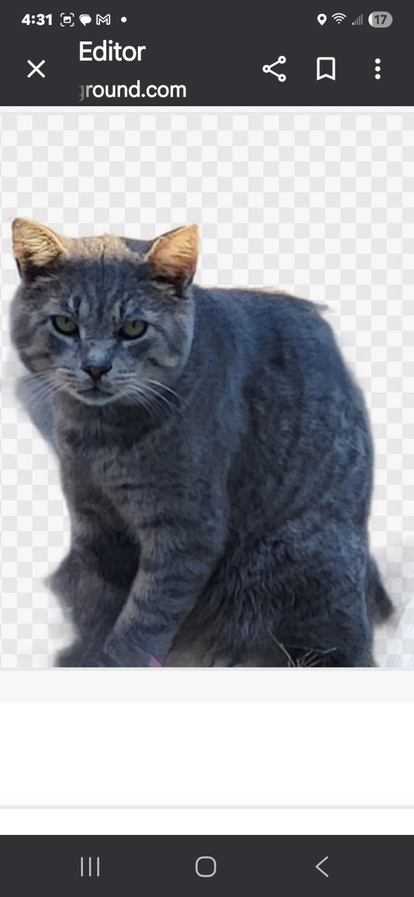 Lost American Shorthair 