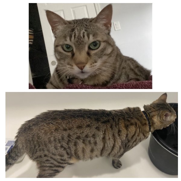 Lost Domestic Short Hair in New York