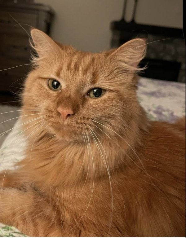 Lost Domestic Long Hair in Illinois