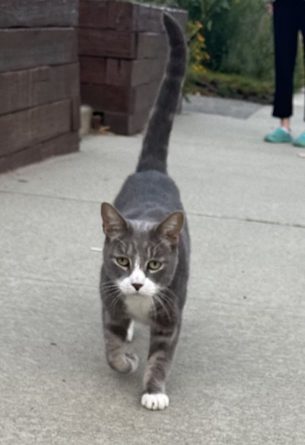 Found cat in Wood Ridge, NJ