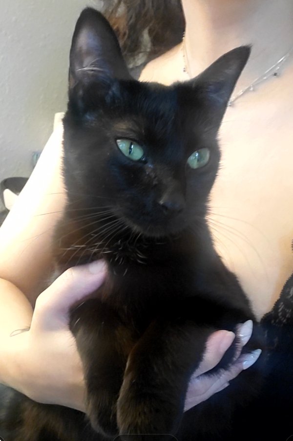 Lost Domestic Short Hair in Minnesota