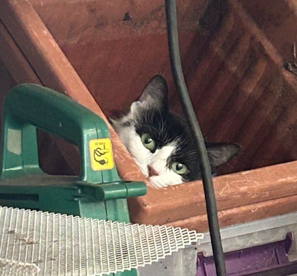 Found Cat in Novelty, OH