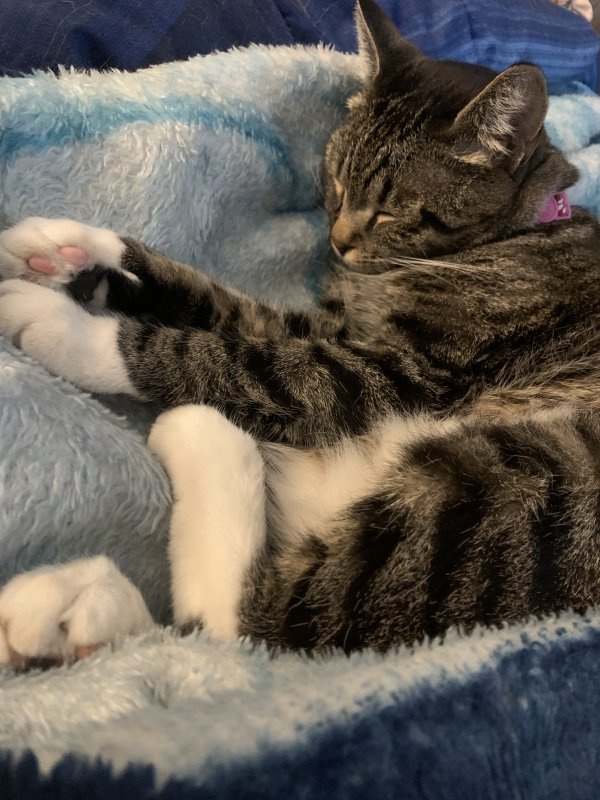 Lost American Shorthair in Oregon