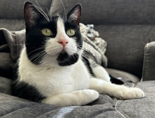 Lost American Shorthair in Texas
