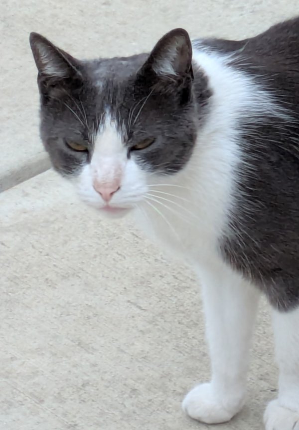 Found Domestic Short Hair in California
