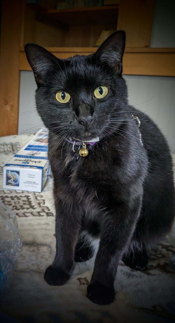 Lost Cat in Novelty, OH