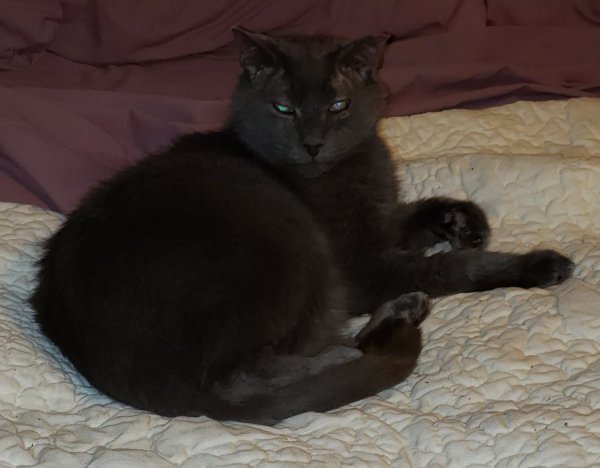 Lost Domestic Short Hair in Georgia