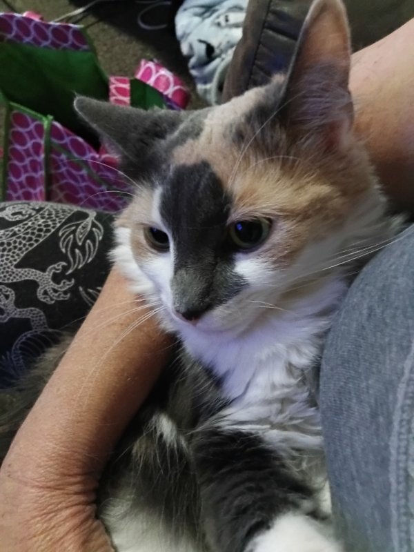 Lost Domestic Long Hair in Waynesboro, VA