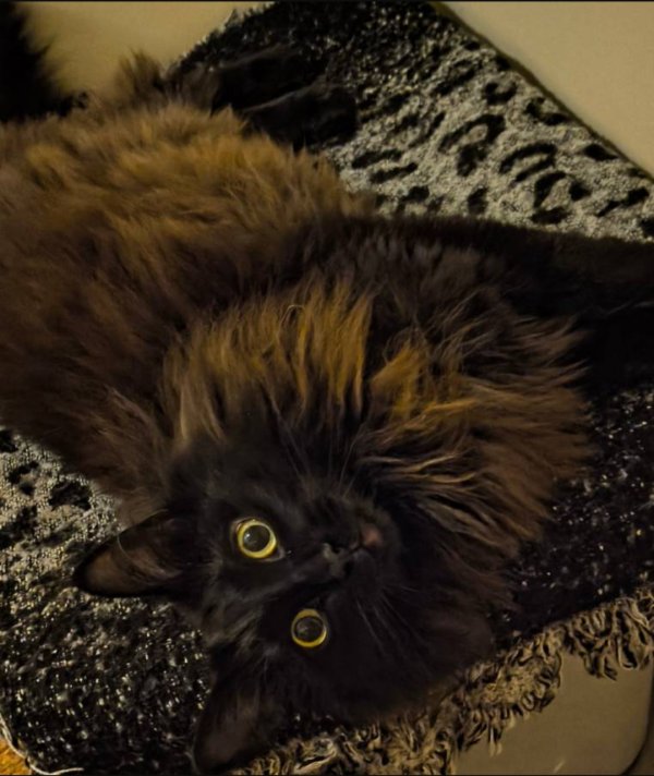 Lost Domestic Long Hair in Ohio