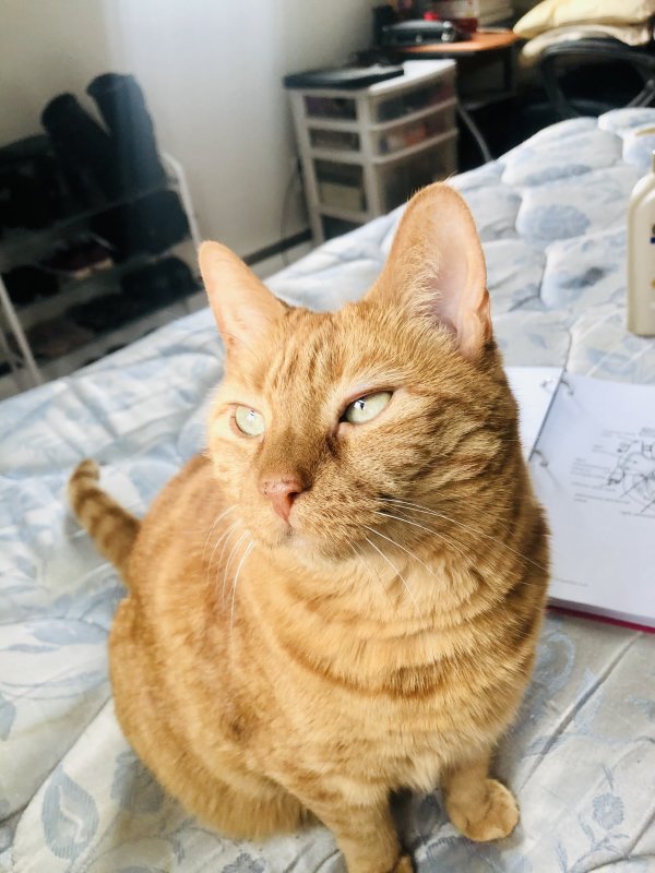 Lost Domestic Short Hair in New York