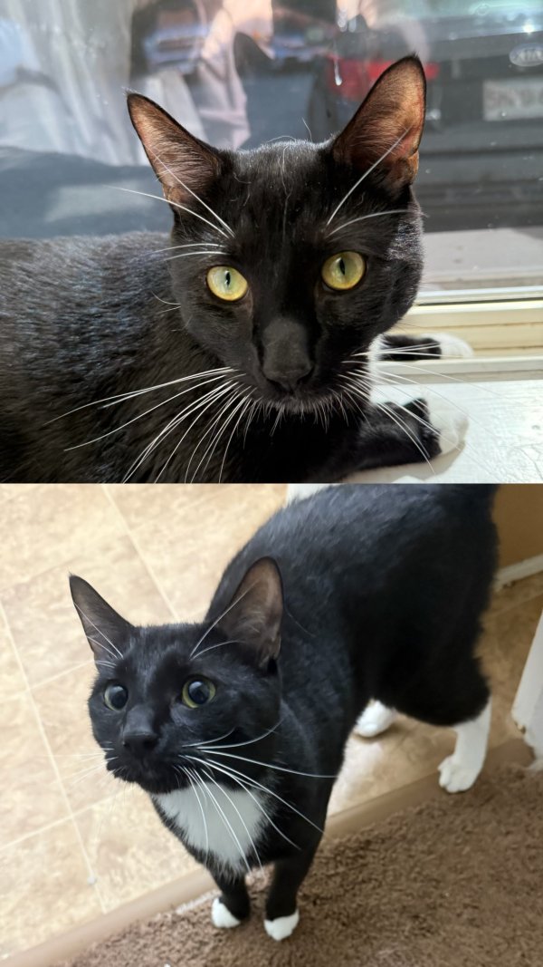 Lost American Shorthair in Massachusetts