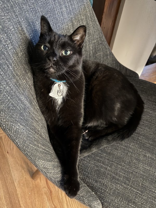Lost Domestic Short Hair in Bothell, WA