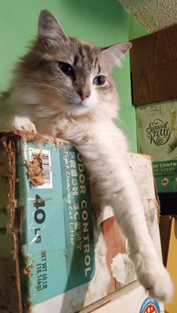 Lost Siamese in North Carolina