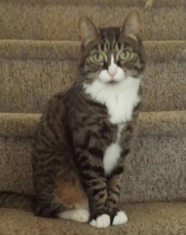 Lost Domestic Short Hair in New York