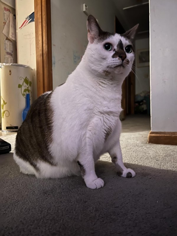 Lost American Shorthair in Massachusetts