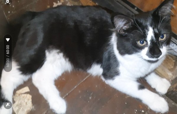 Lost Domestic Long Hair in Massachusetts