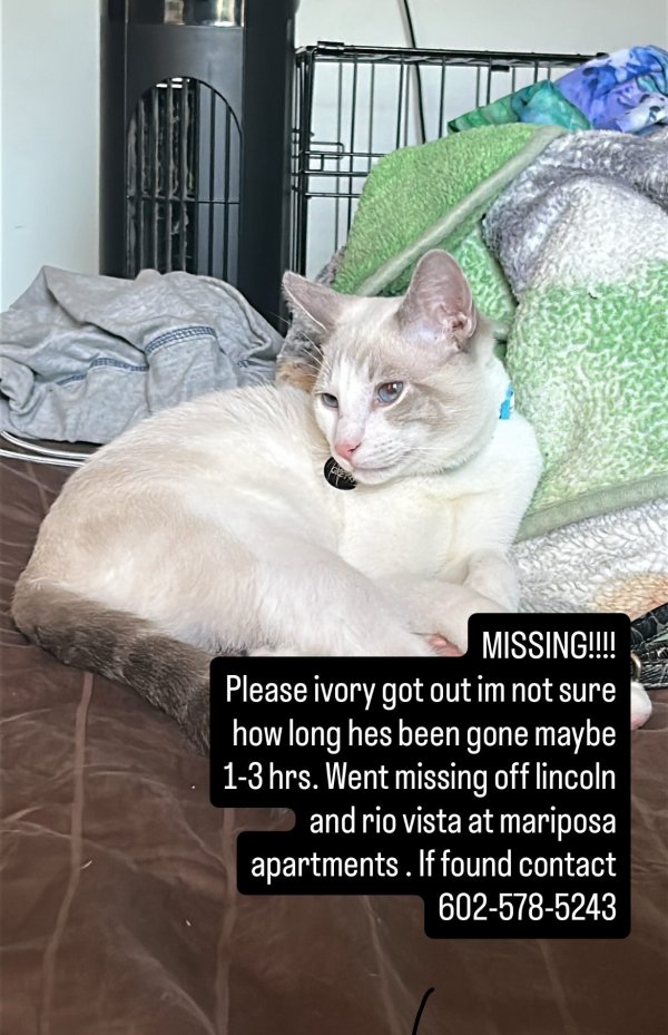 Lost Snowshoe in California
