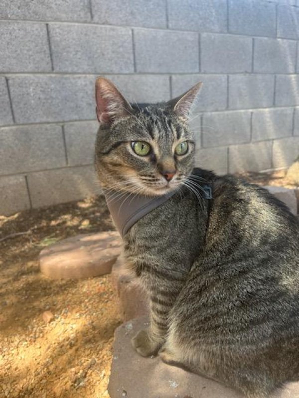 Lost Domestic Short Hair in Utah