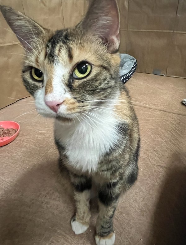 Found Domestic Short Hair 