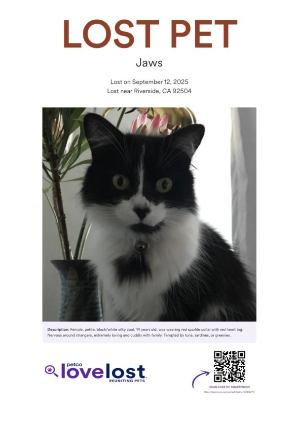 Lost Turkish Angora in California
