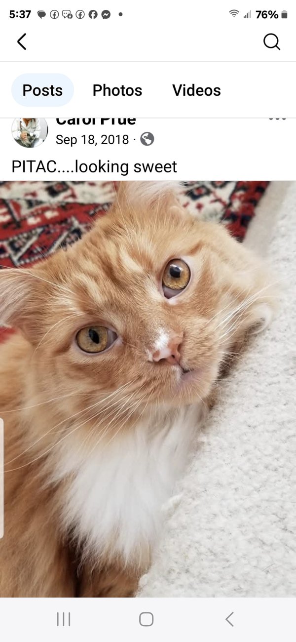 Lost Domestic Long Hair in Massachusetts