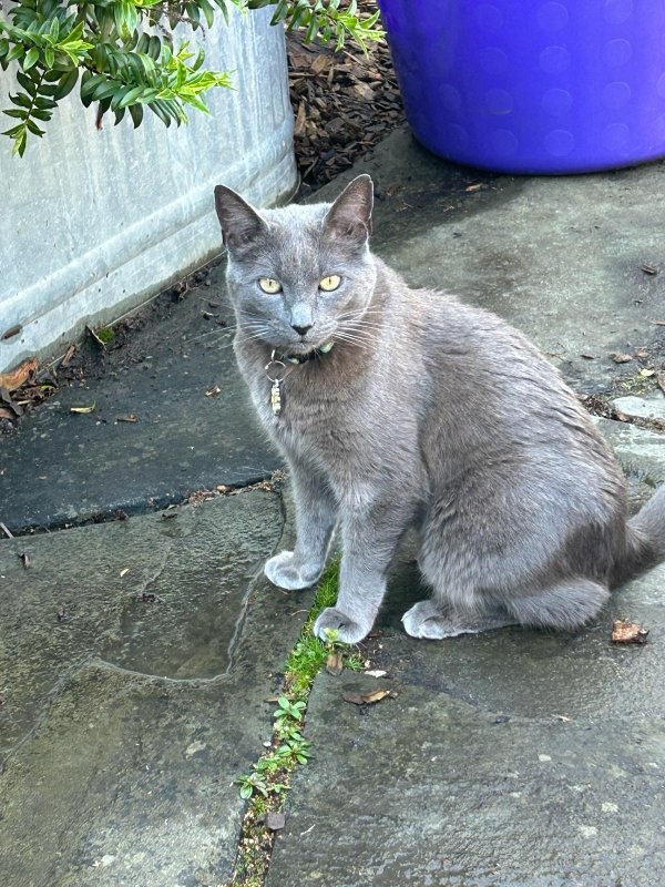 Lost Cat in Seattle, WA