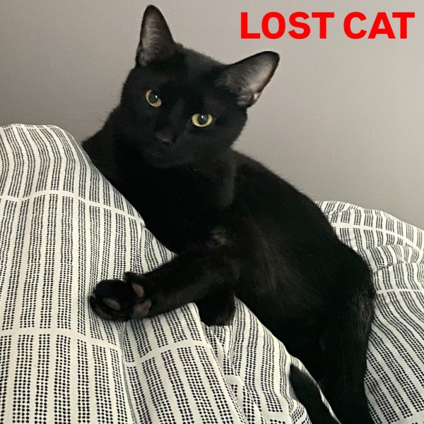 Lost Domestic Short Hair in Newton, NJ