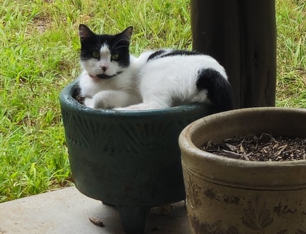 Lost Domestic Short Hair in Oklahoma