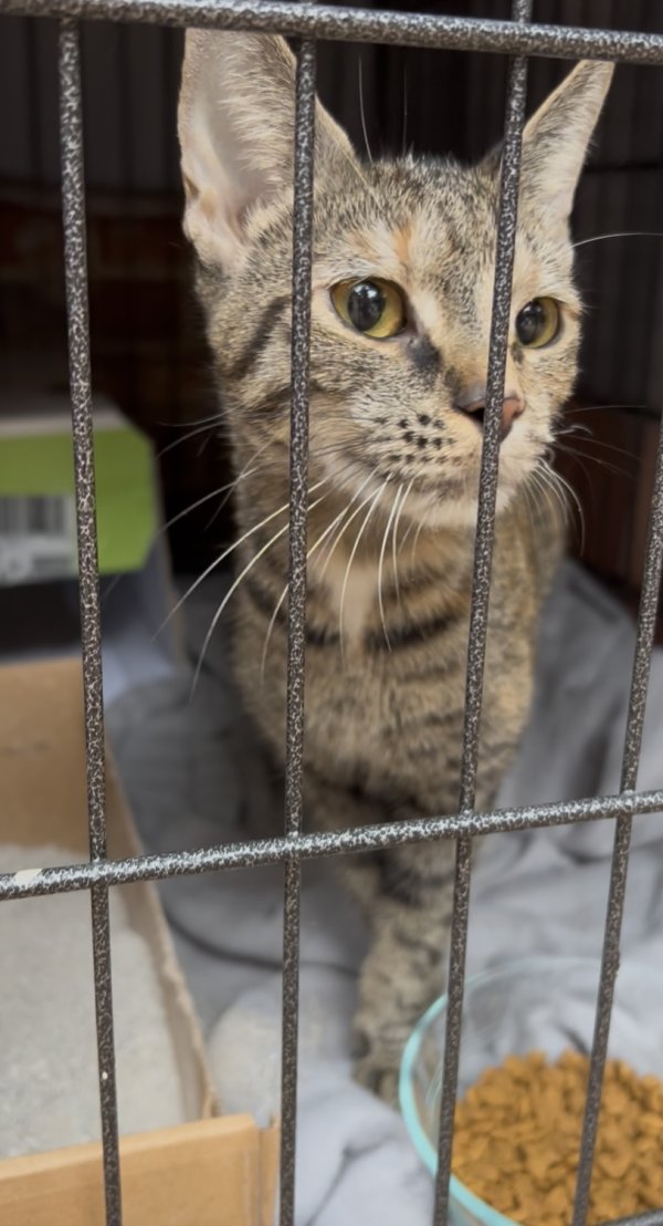 Found cat in Fairfax, VA