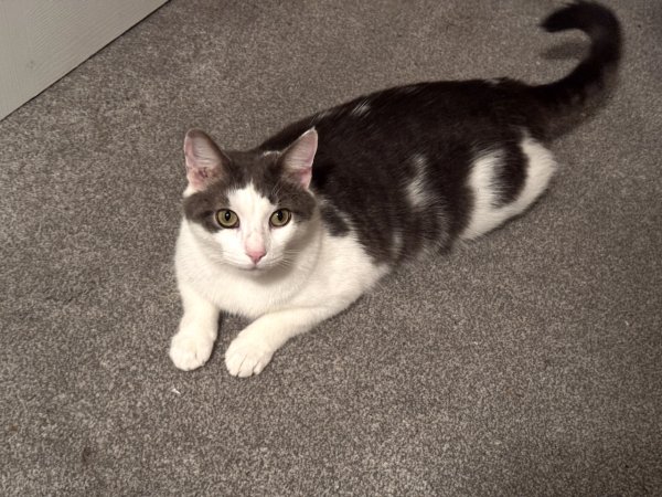 Lost Domestic Short Hair in Virginia
